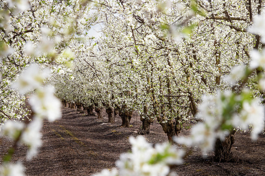 Orchard With White Blossoms Photograph by Elvira Peretsman