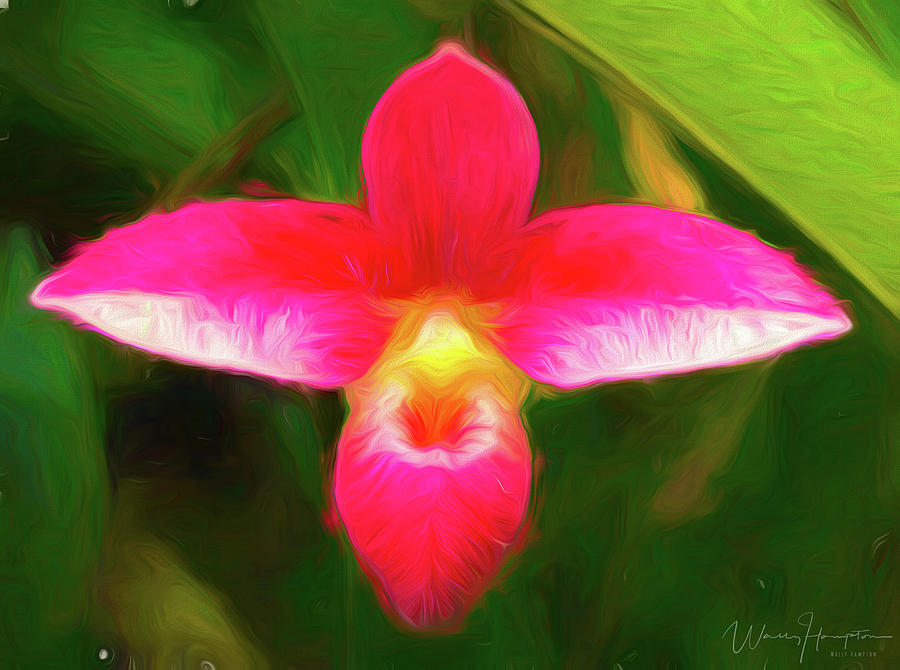 Orchid - 0012 Digital Art by Wally Hampton Orchid - 0012 Digital Art by Wally Hampton
