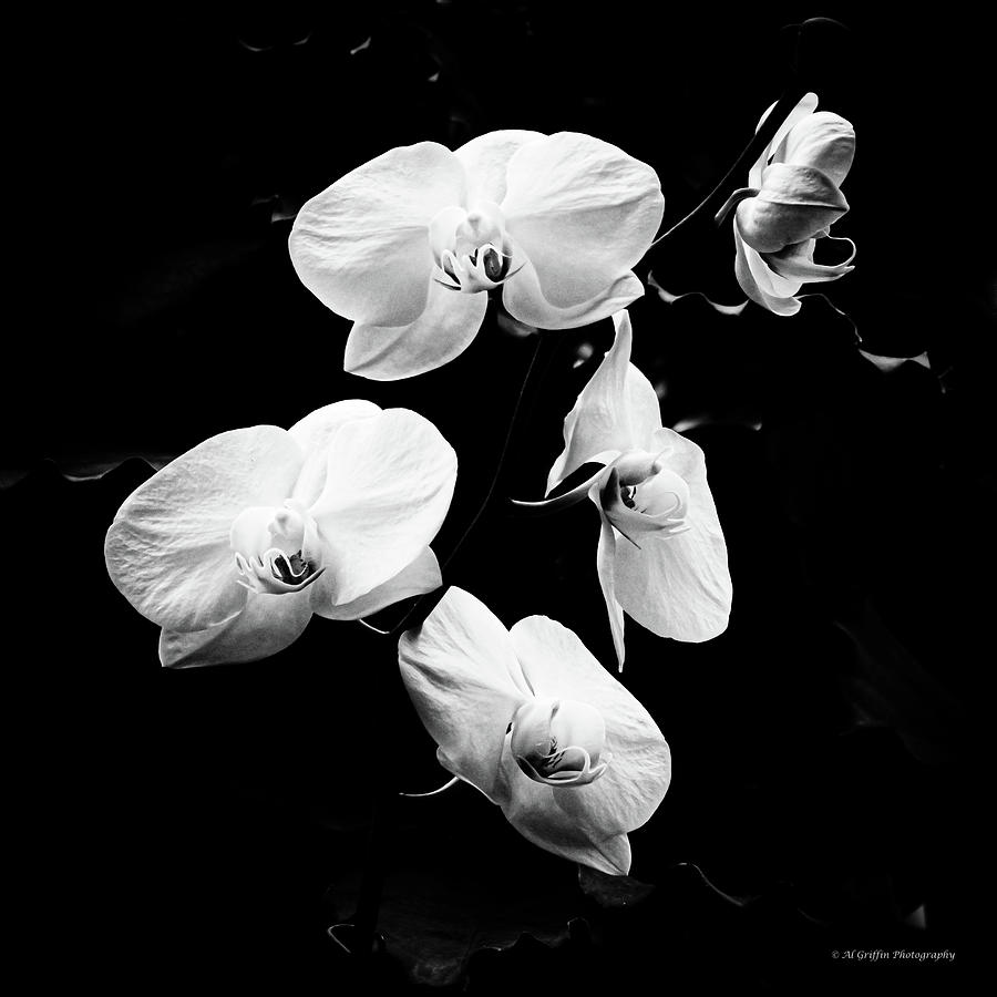 Orchid 1 Photograph by Al Griffin