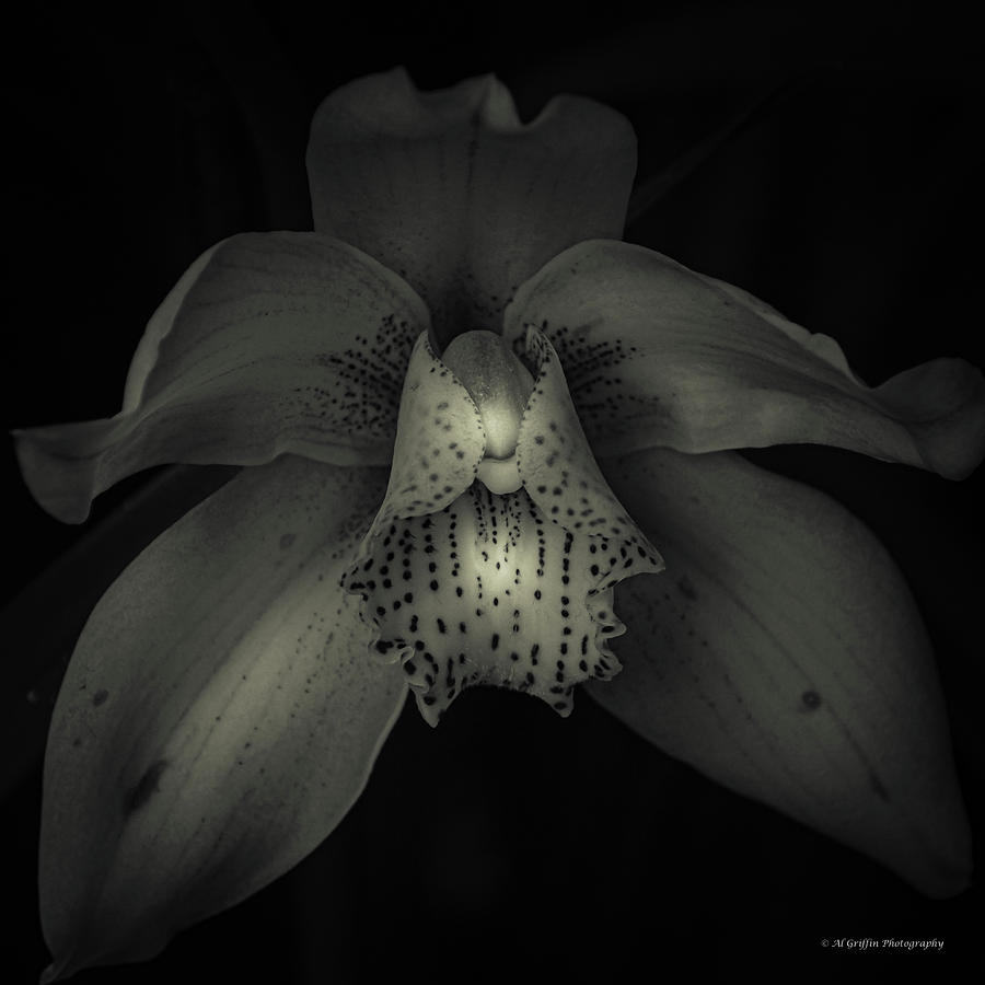 Orchid 2 Photograph by Al Griffin