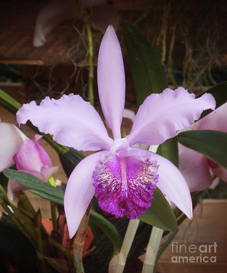 Orchid 267 Photograph by Rudi Prott
