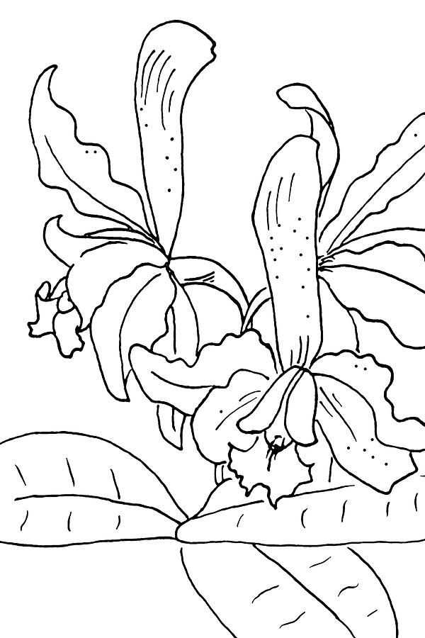 Orchid 4 Drawing by Masha Batkova