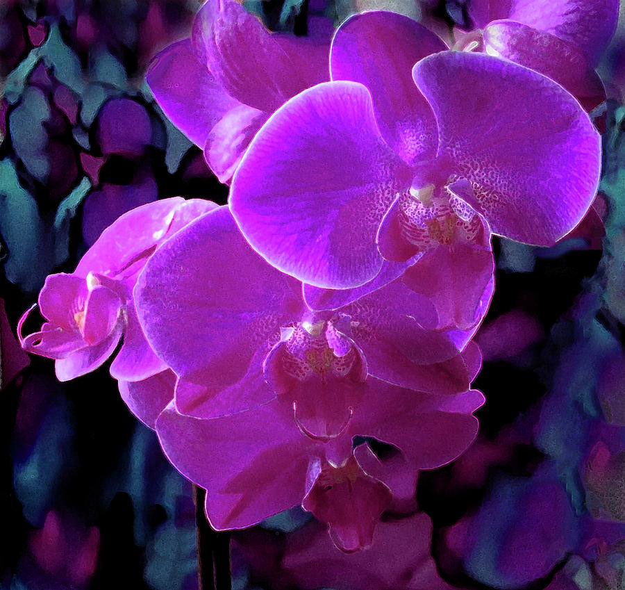 Orchid 705 Photograph by Corinne Carroll