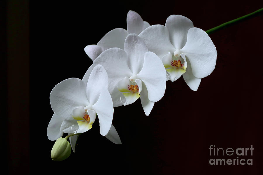Orchid A-bloom Photograph