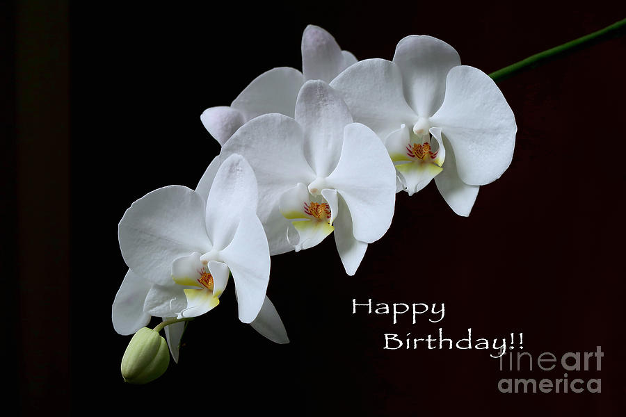 Orchid A-Bloom Birthday Card Photograph by Ann Horn