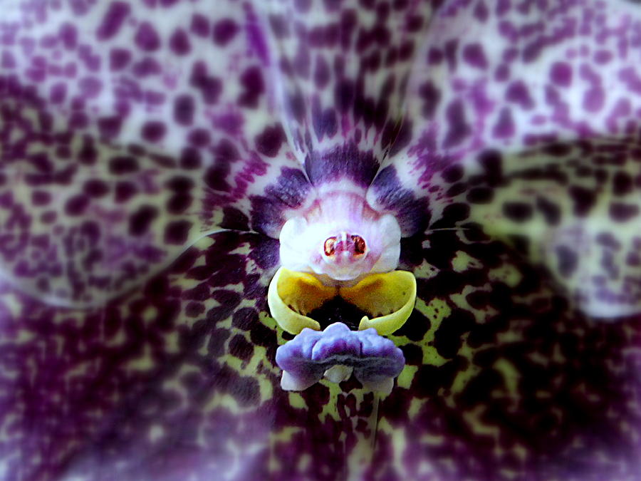 Orchid Photograph - Orchid Abstract by Arlane Crump