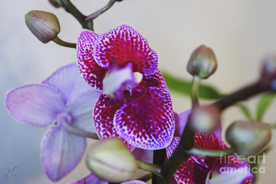 Orchid Photograph - Orchid Abundance by D Lee