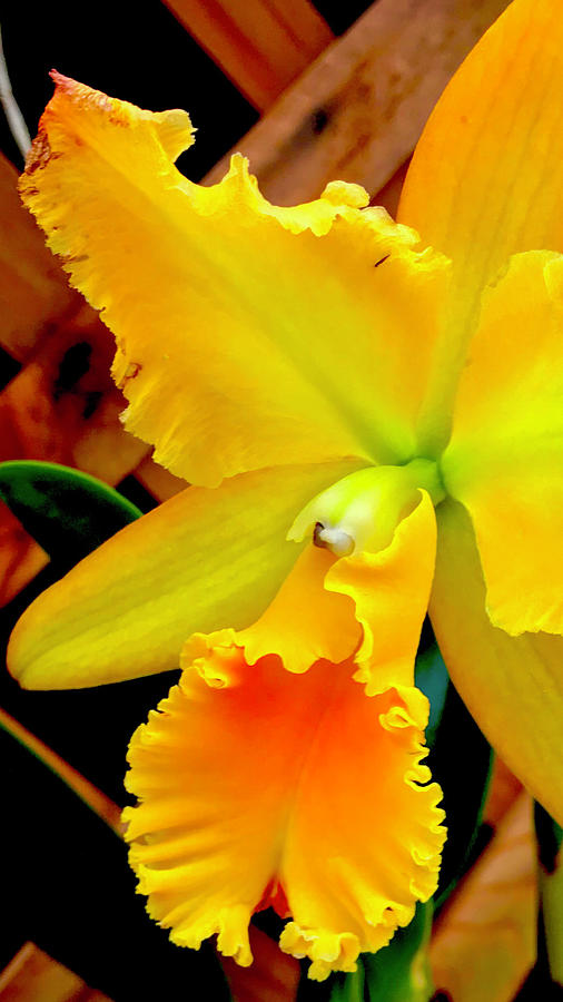 Orchid Aloha Yellow  Photograph by Joalene Young