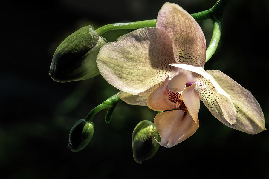 Orchid And Buds Photograph
