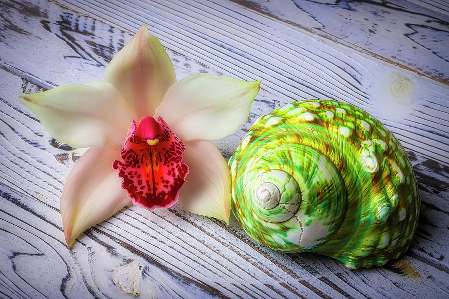 Orchid And Green Shell Photograph by Garry Gay