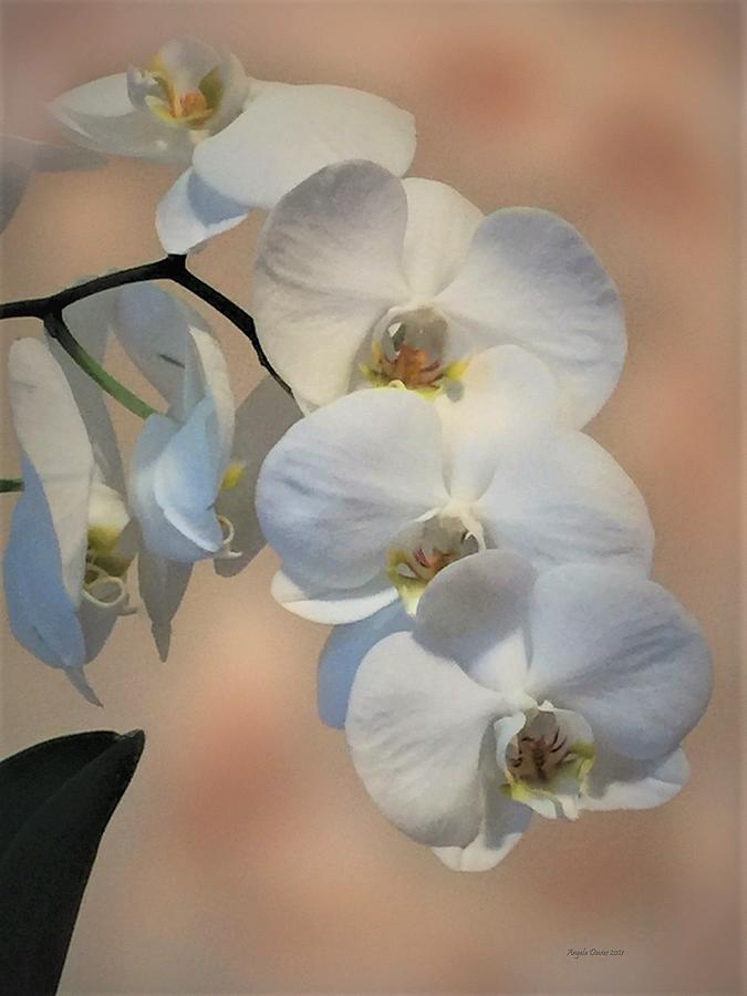 Orchid at Dawn Photograph by Angela Davies