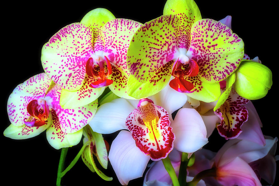 Orchid Beauties Photograph by Garry Gay