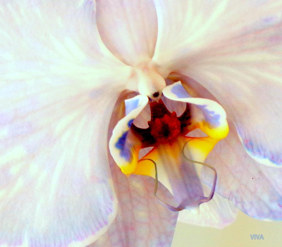Orchid-Beautiful Photograph by VIVA Anderson