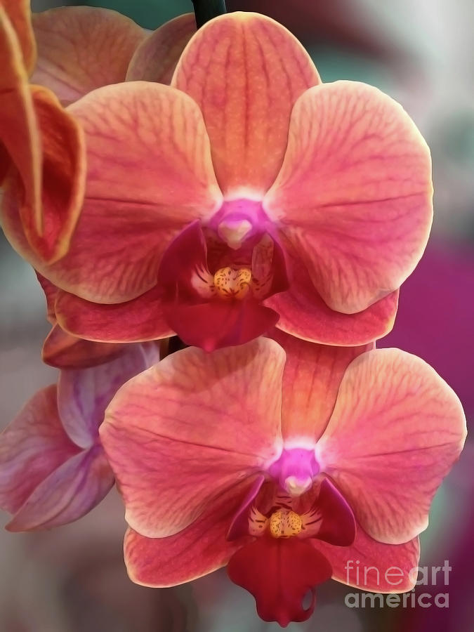 Orchid Beauty #2 Photograph by Jasna Dragun