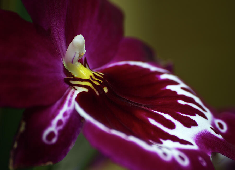 Orchid beauty Photograph by Dale Kincaid