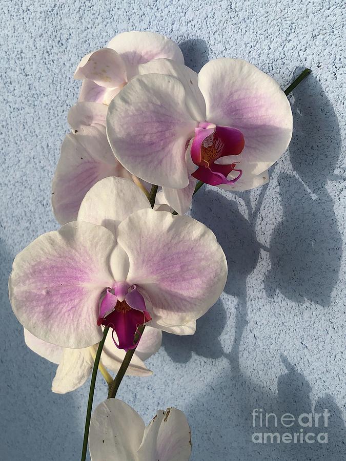 Orchid Beauty Photograph by Karen Nicholson