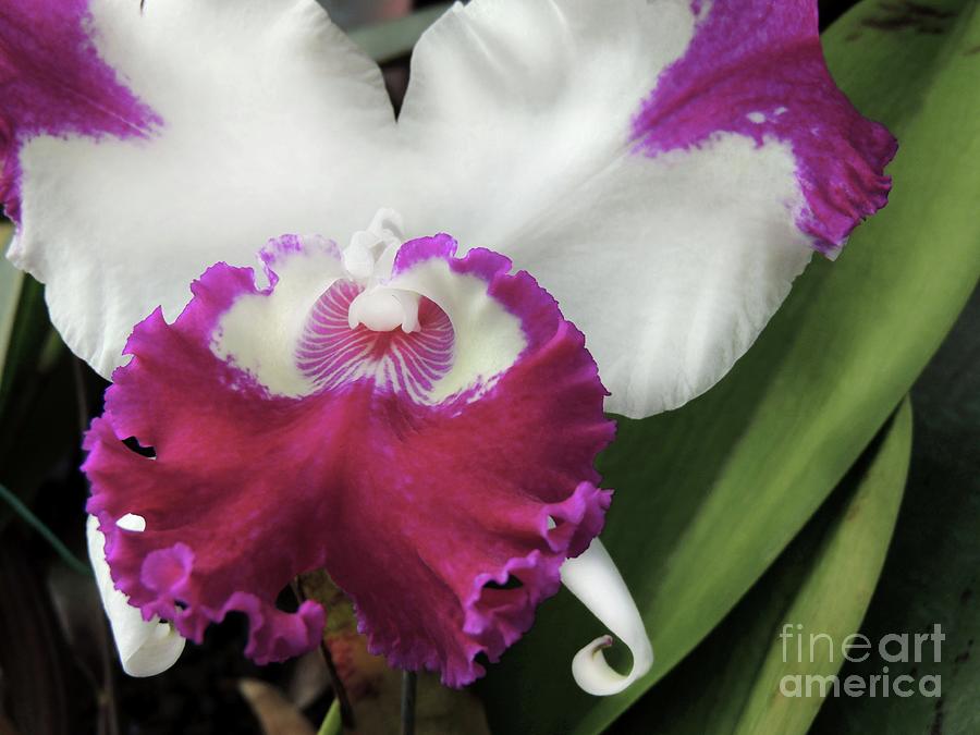 Orchid Photograph - Orchid Beauty by Kristine Widney