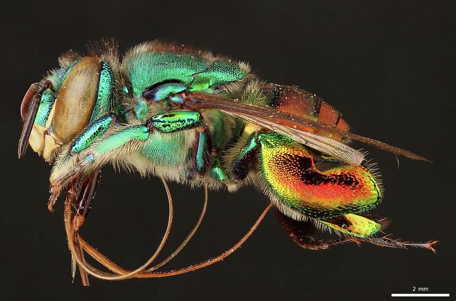 Orchid Bee Apidae Euglossa Igniventris Friese Photograph By Mona Master Art Fine Art America