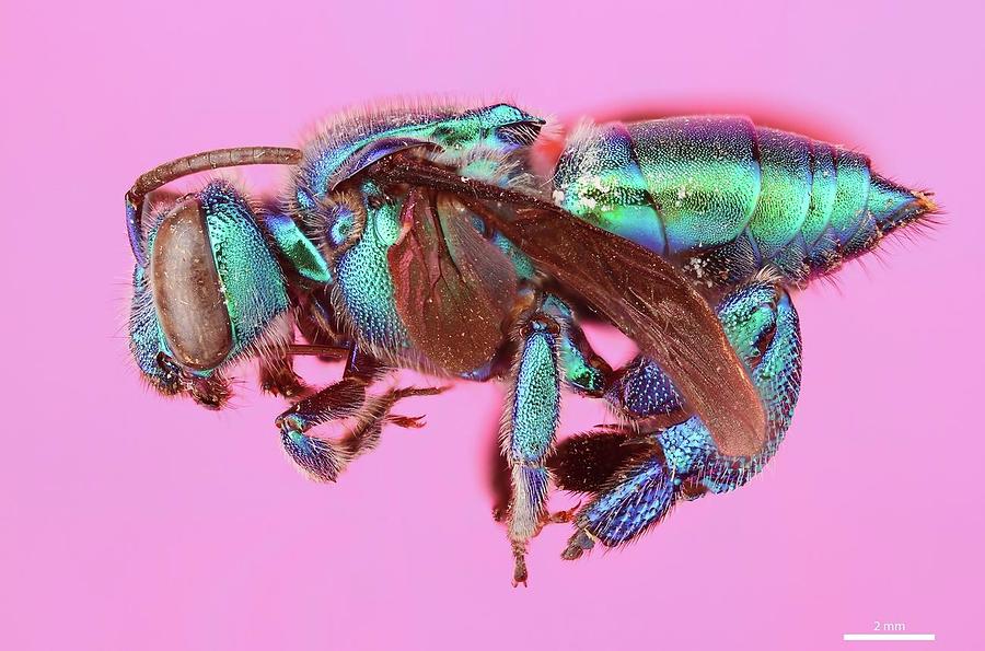 Orchid Bee Apidae Exaerete Dentata Linnaeus Photograph By Mona Master Art Fine Art America