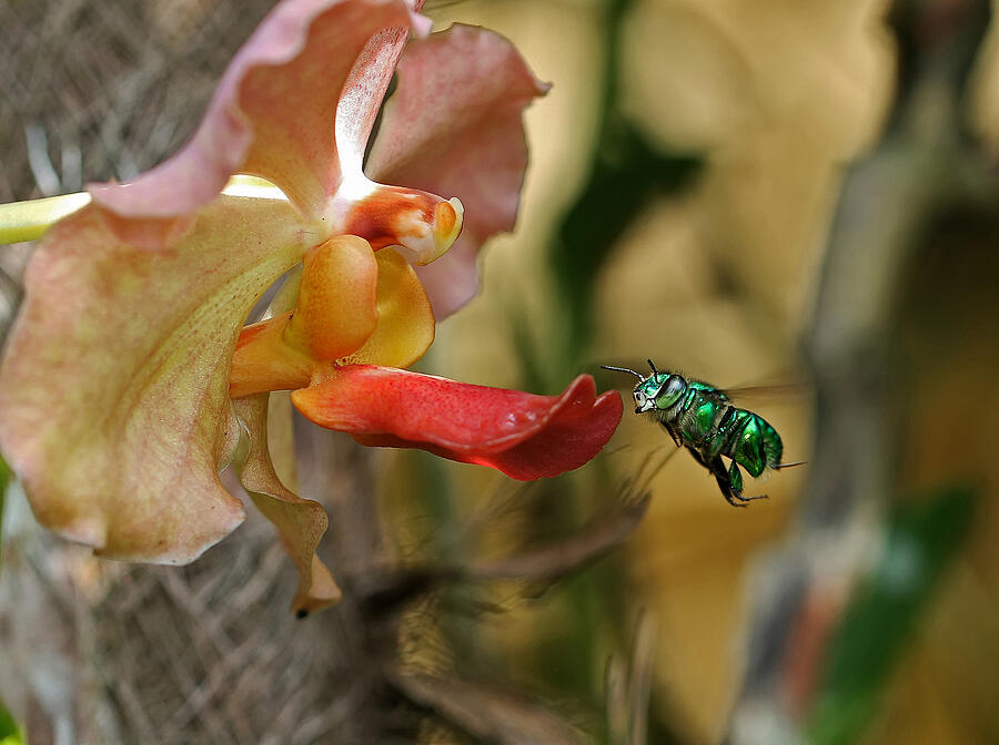 Orchid Photograph - Orchid Bee by William Mertz Photography