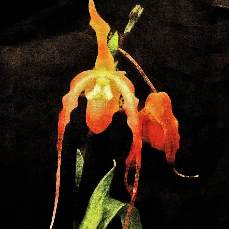 Orchid Belle Hogue Point Digital Art by Susan Maxwell Schmidt
