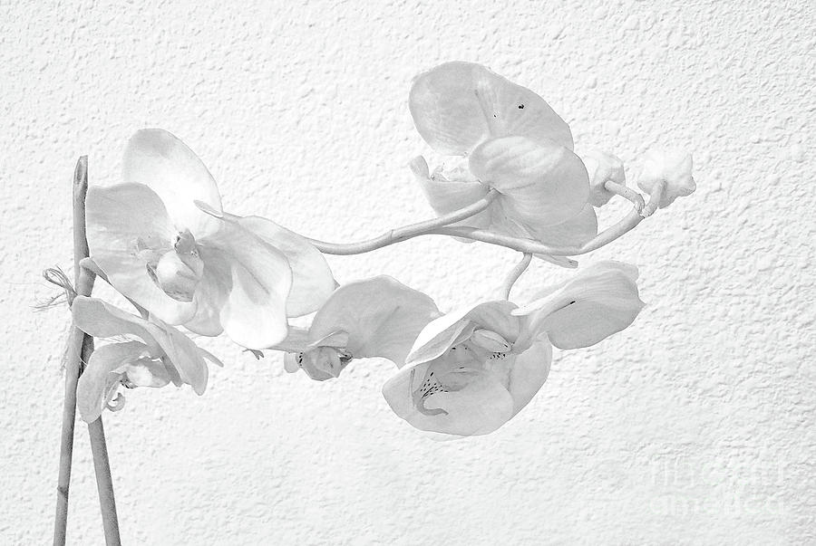 Orchid Black And White Painting