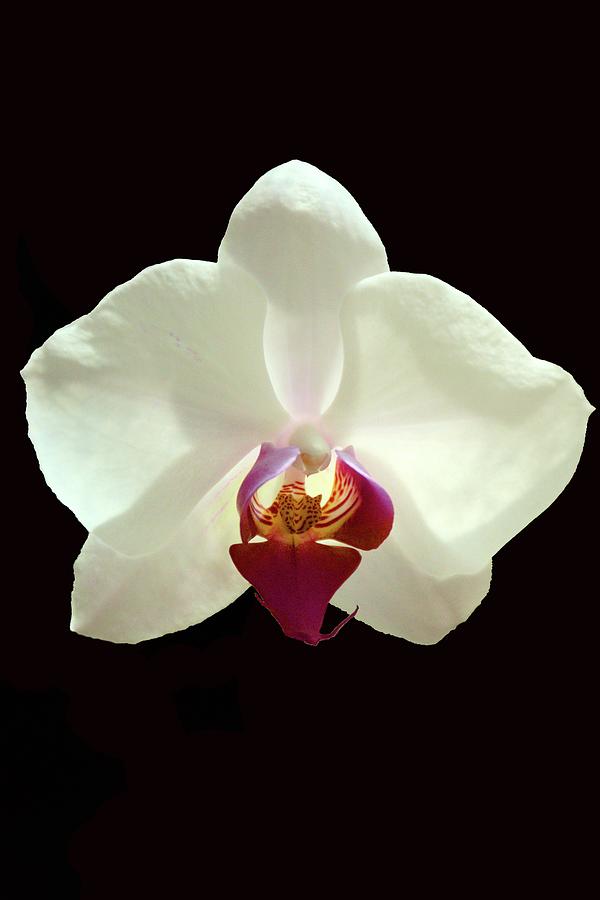 Orchid Bloom  Photograph by Christopher Mercer