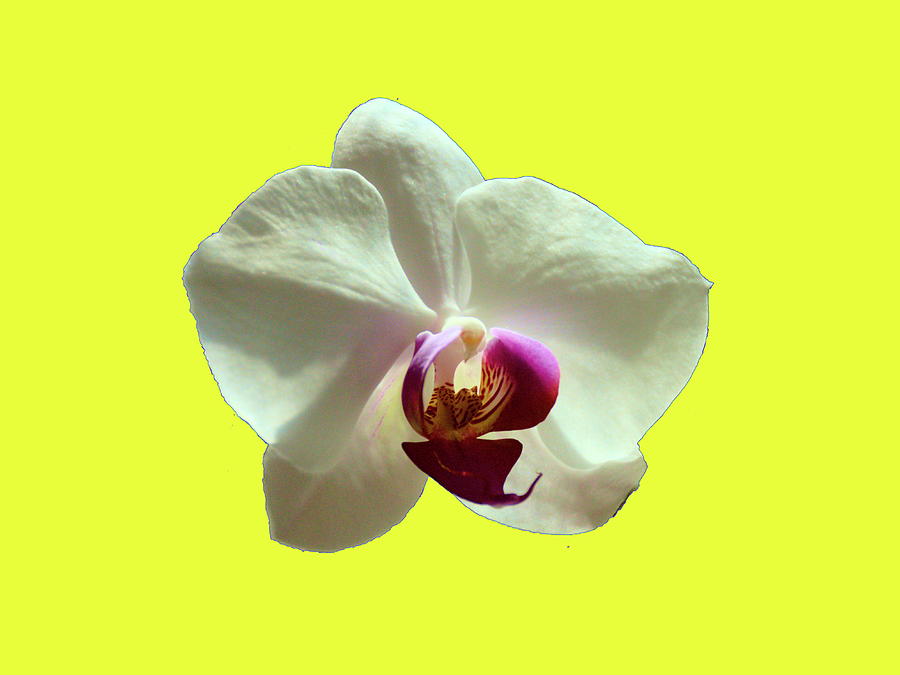 Orchid Bloom In A Yellow Background Photograph by Christopher Mercer