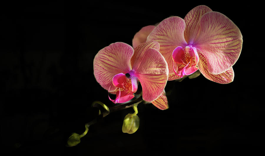 Orchid Bloom Photograph by Richard Goldman