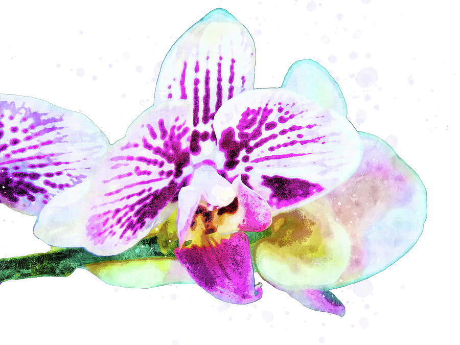 Orchid Blooming  Mixed Media by Pamela Williams