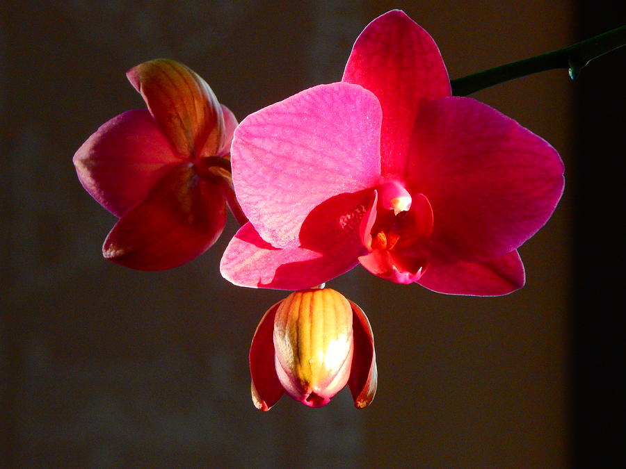 Orchid blooms Photograph by Virginia White