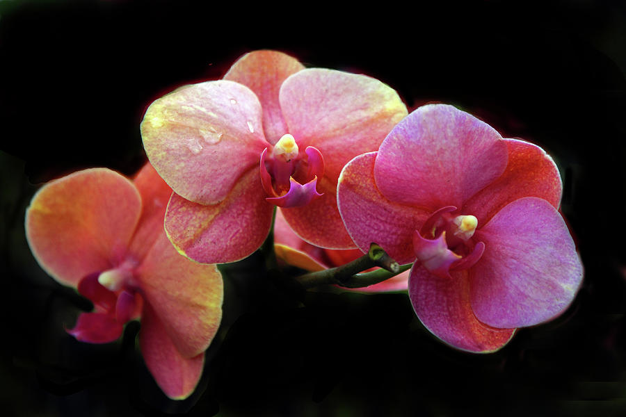 Orchid Blossom Trio Photograph by Jessica Jenney