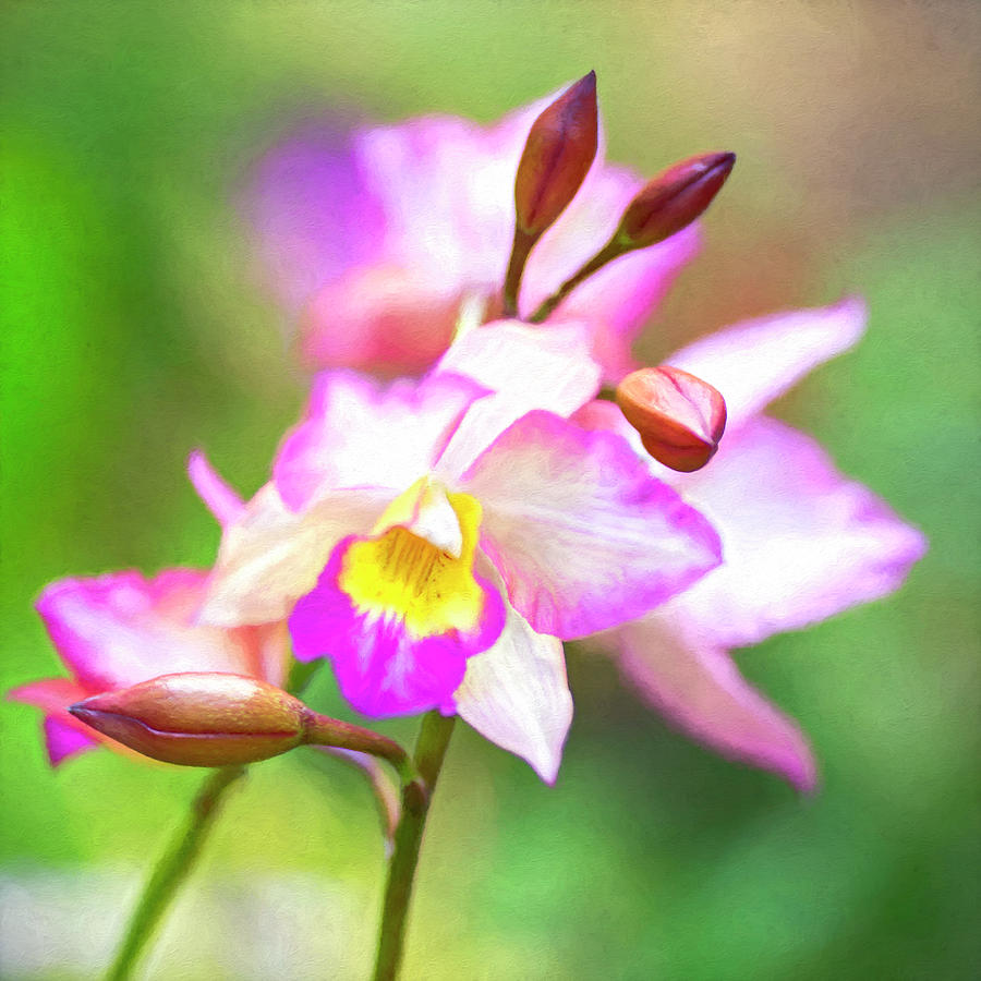 Orchid Blossoms #1 Photograph by Loyd Towe Photography