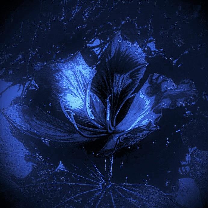 Orchid Blue Light Digital Art by Maria Heidi Trujillo - Fine Art America
