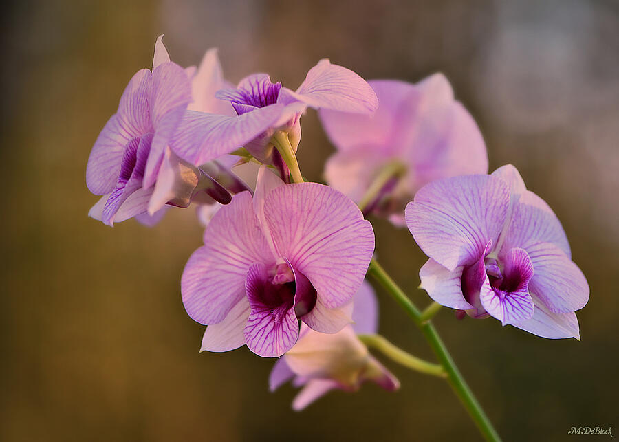 Orchid Bouquet Photograph by Marilyn DeBlock