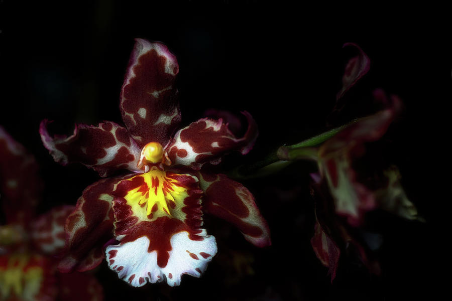 Orchid Branch by Cyndy Doty Orchid Branch by Cyndy Doty
