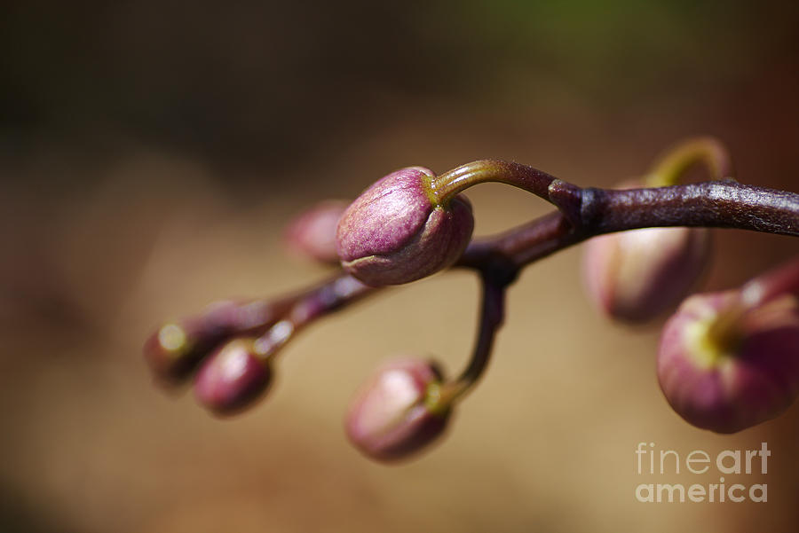 Orchid Buds Of Pink  Photograph by Joy Watson