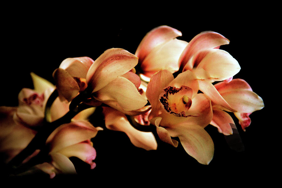 Orchid by Candlelight  Photograph by Jessica Jenney