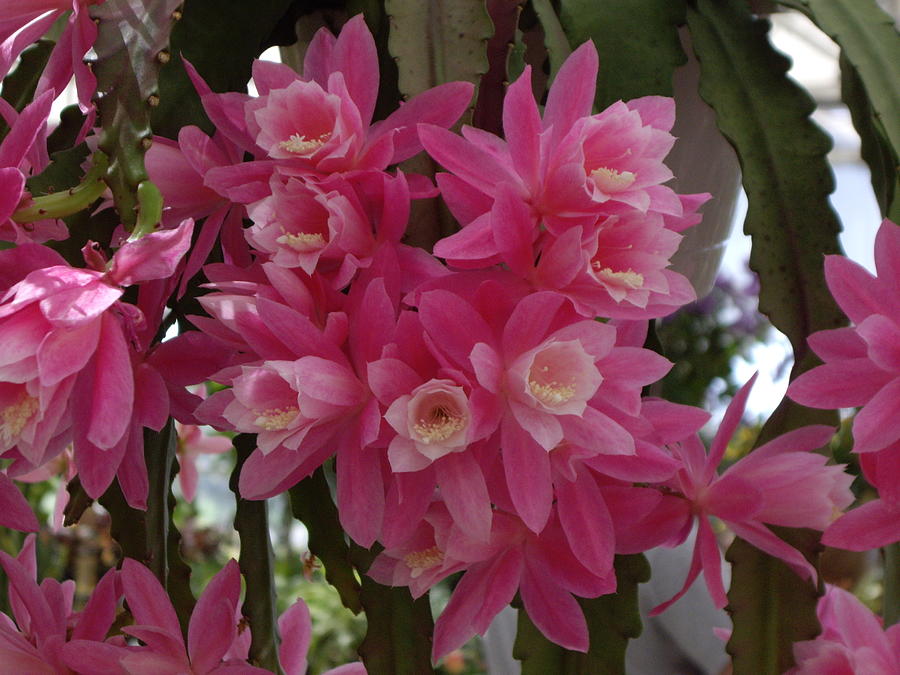 Orchid Cactus Photograph by Nancy Ayanna Wyatt