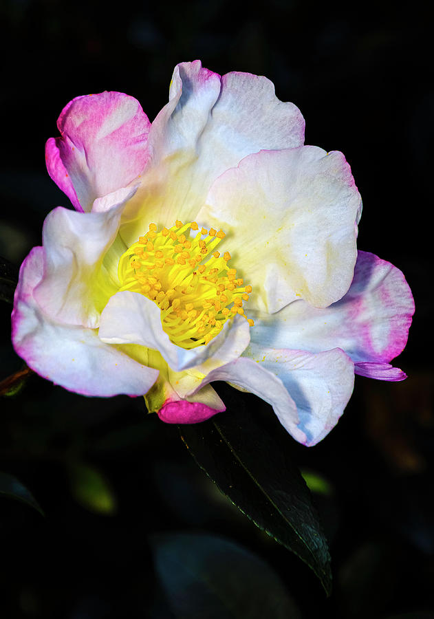Orchid Camellia - Camellia sasanqua_01 Photograph by Greg Reed