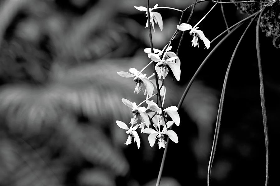Orchid Cascade Photograph