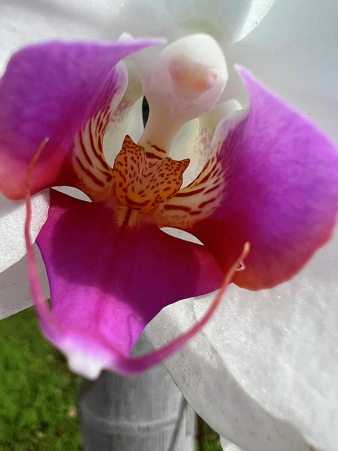 Orchid Center Close Up Photograph by Karen Zuk Rosenblatt