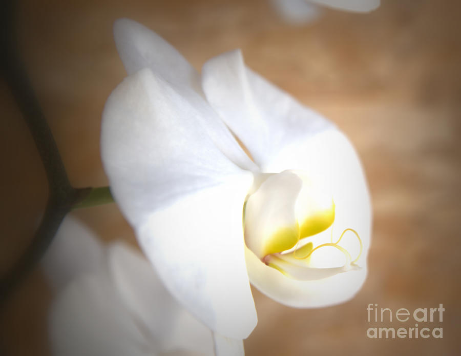 Orchid Close Up Photograph by Kae Cheatham