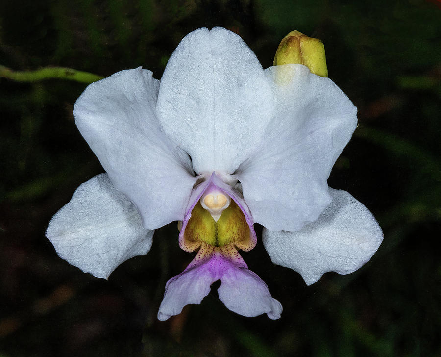 Orchid closeup #3 Photograph by Roman Kurywczak