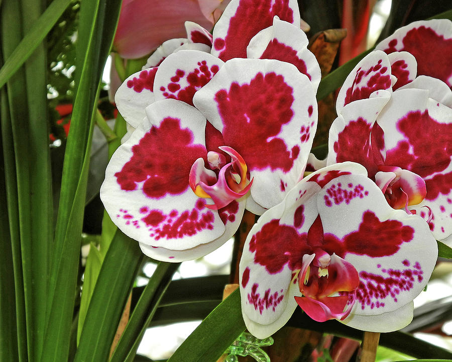 Orchid Cluster 4 Photograph by Lynda Lehmann