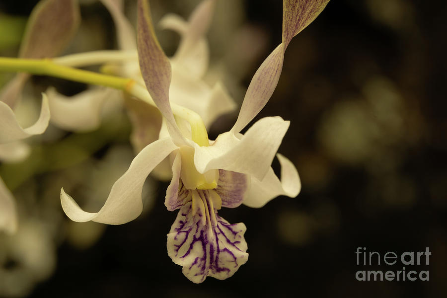 Orchid Photograph - Orchid Complexity by Nancy Gleason