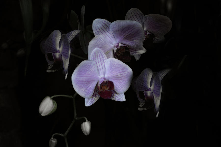 Orchid Dance Photograph by Wayne King