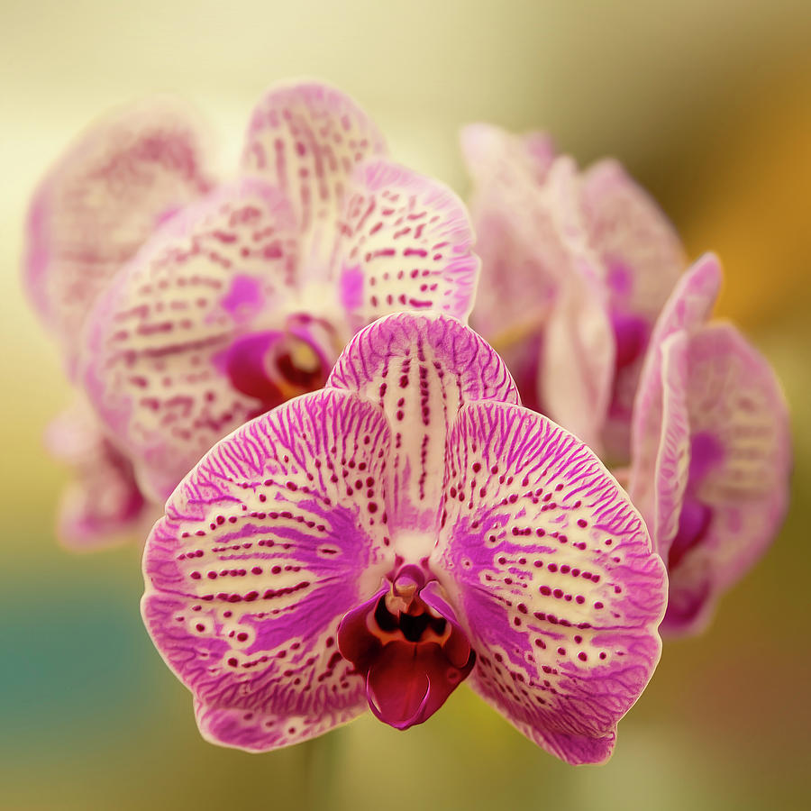 Orchid Daydream Photograph by Bill and Linda Tiepelman