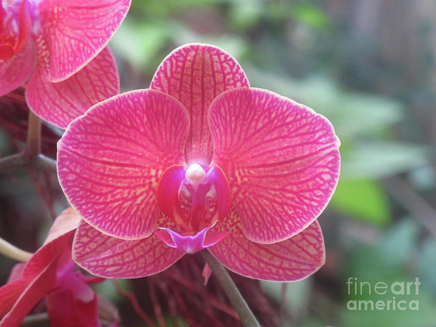 Orchid Delight Photograph by Ruth Jolly
