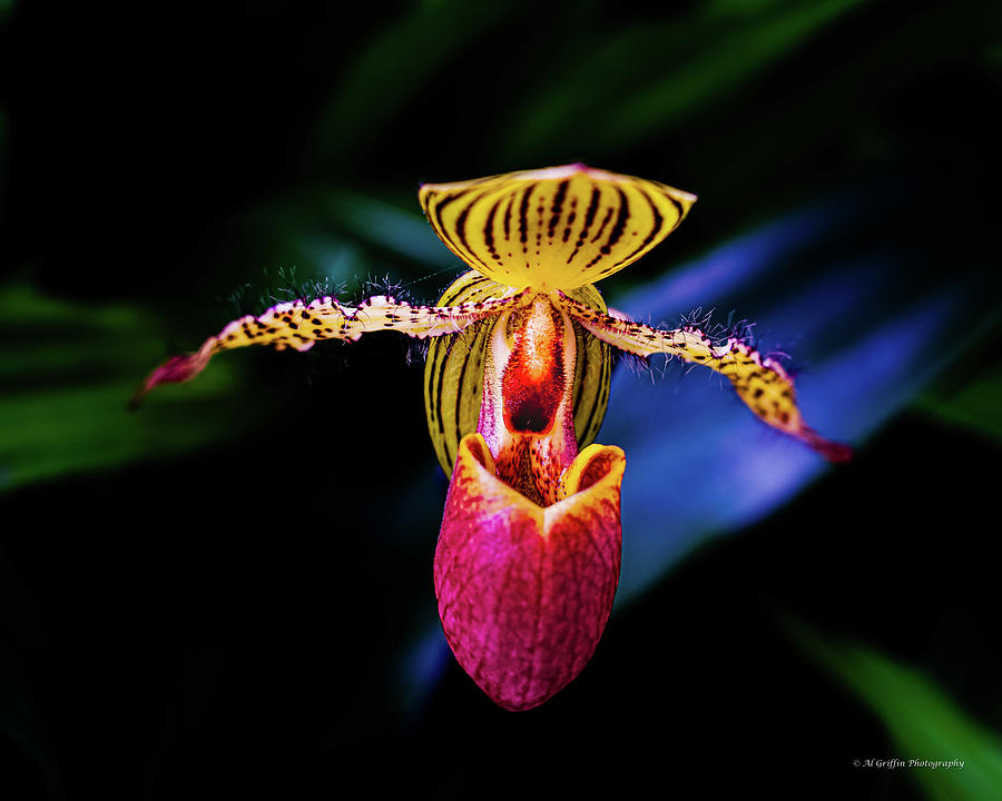 Orchid Delirium #6 Photograph by Al Griffin - Fine Art America